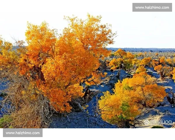 秋日阿勒泰,那束橙色的暖光